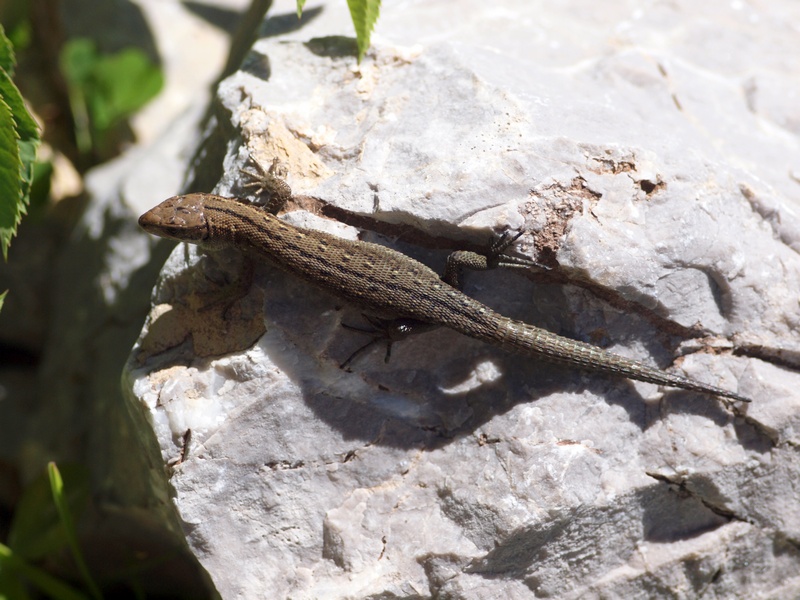 Lacertidae (Zootoca vivipara)